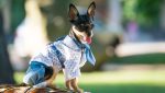 Clothes and Crafts for Your Pets For Cheap