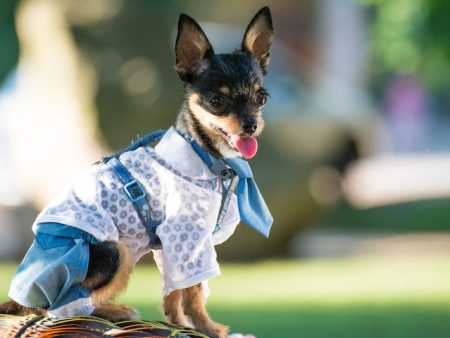 Clothes and Crafts for Your Pets For Cheap