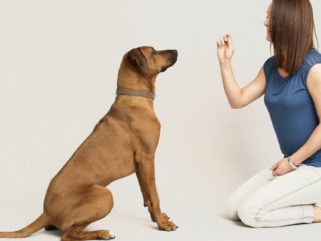 Animal Training & Pet Sitting Discount