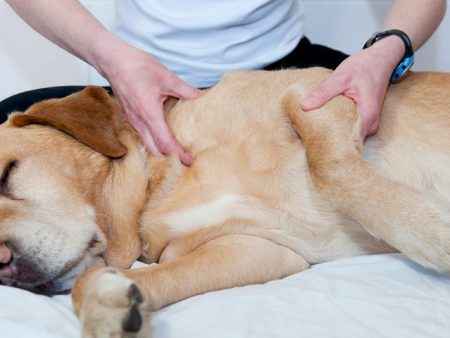 Animal Physical Therapy For Cheap